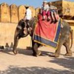 Amber Fort Elephant Ride with Kids