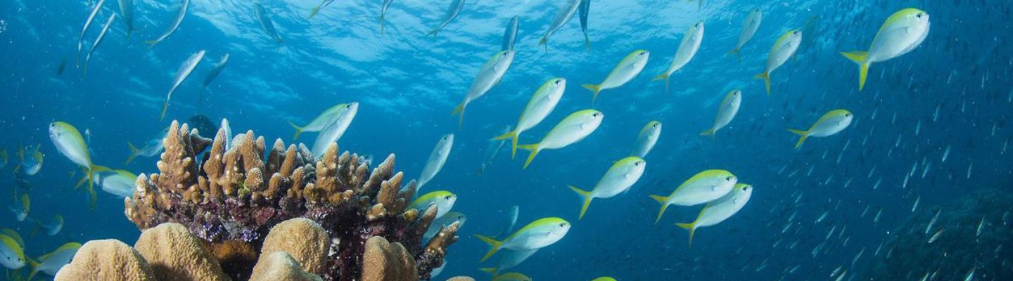 Vibrant coral reef with tropical fish in Andaman waters