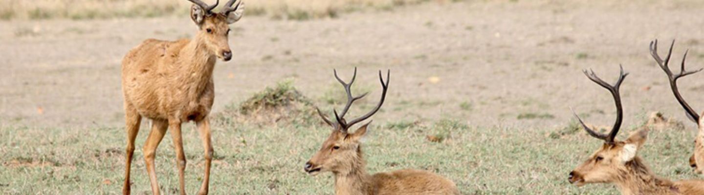 Hardground Barasingha in Kanha's meadow