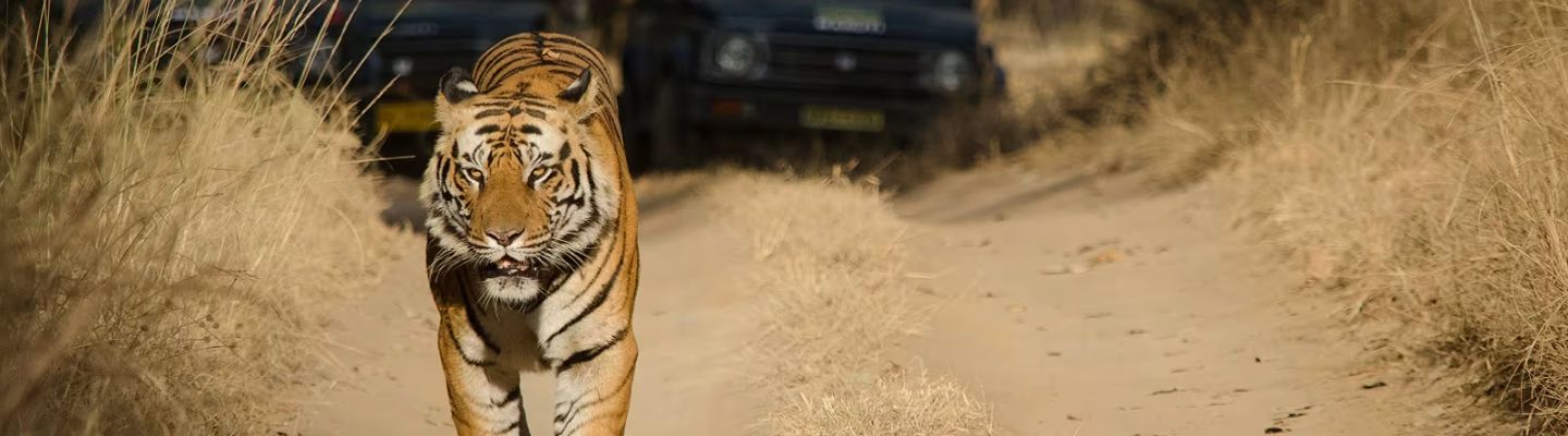 Royal Bengal Tiger in Kanha National Park