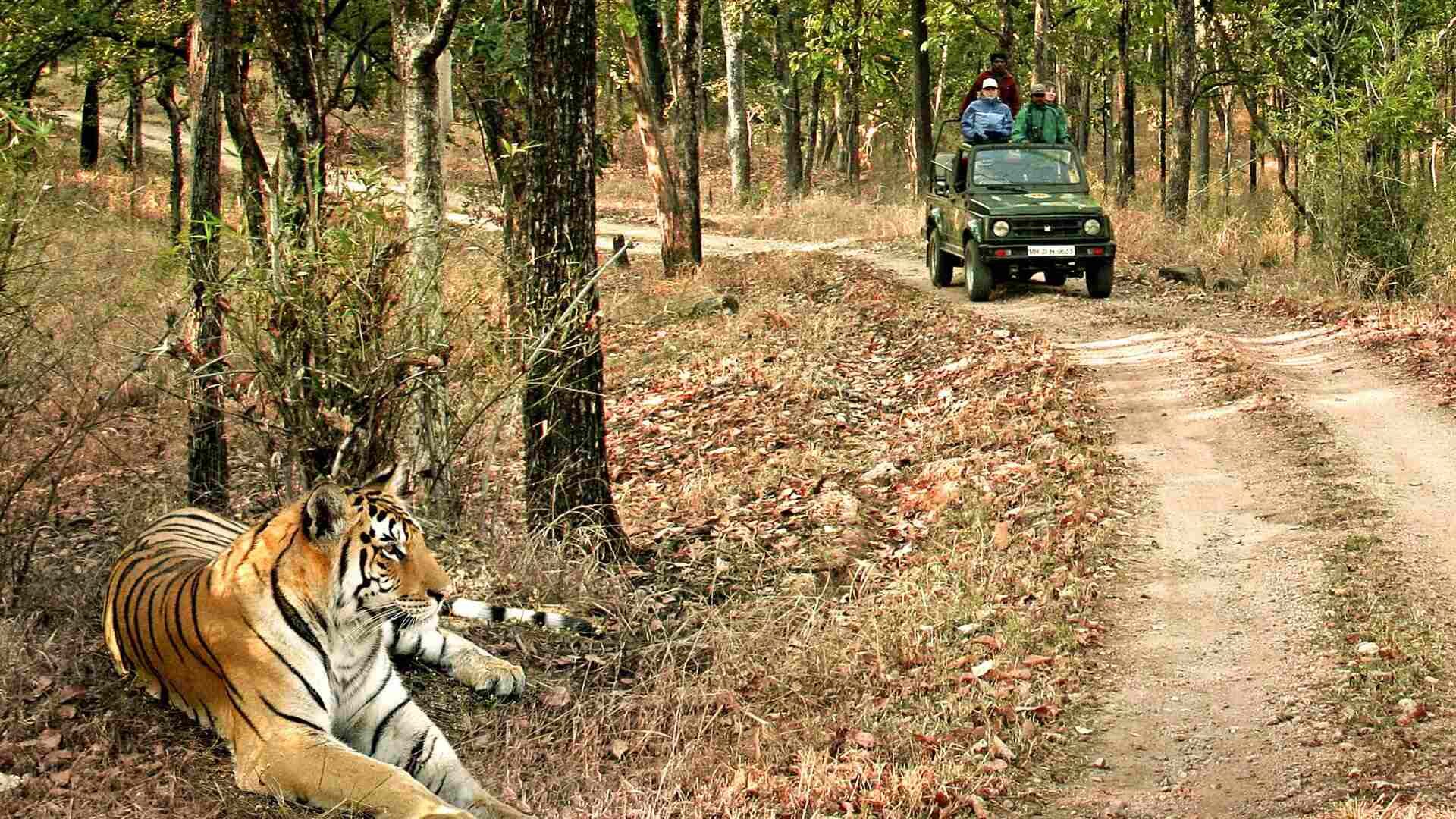 Kanha National Park, Madhya Pradesh - Wildlife Safari Scenery