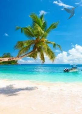 Andaman Islands beaches and marine life